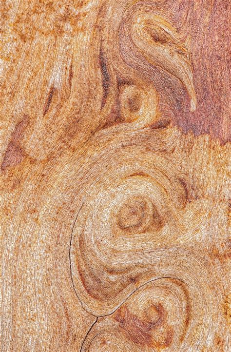 "Maple Wood Grain Patterns, Closeup" by Stocksy Contributor "Mark ...