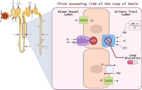 Furosemide Mechanism Of Action