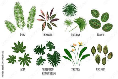 Leaves of tropical plants on a white background. Green jungle. Cycas ...