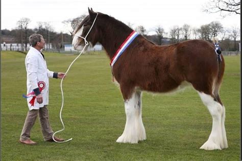 Largest Horse In The World