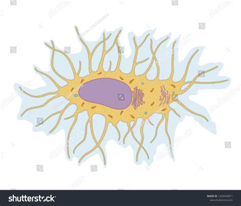 Osteocyte Structure Bone Cell Diagram Stock Illustration 1243434871 ...