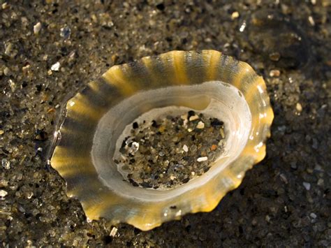 Macro photo of limpet shell with sand – Photos from Northern Norway: A ...