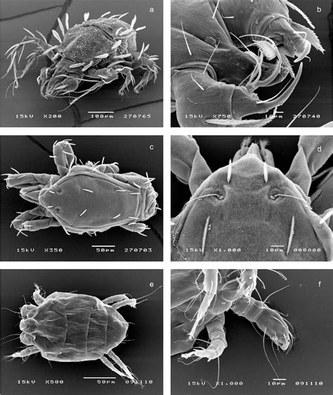 Table 1 from The mites (acari) associated with bark beetles in the Koli ...