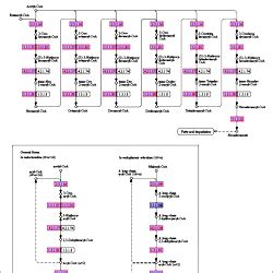 Pathway of fatty acid elongation.