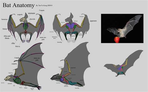 Bat anatomy complete by tfk92 on DeviantArt