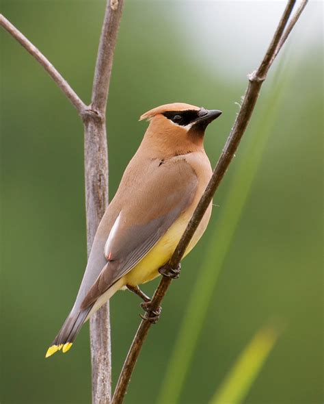 NW Bird Blog: Cedar Waxwing