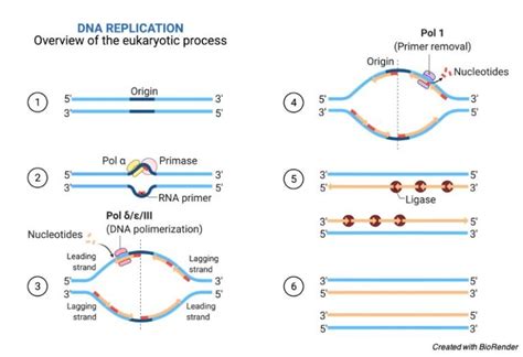 DNA Replication Steps: Replication Mechanism with Diagram