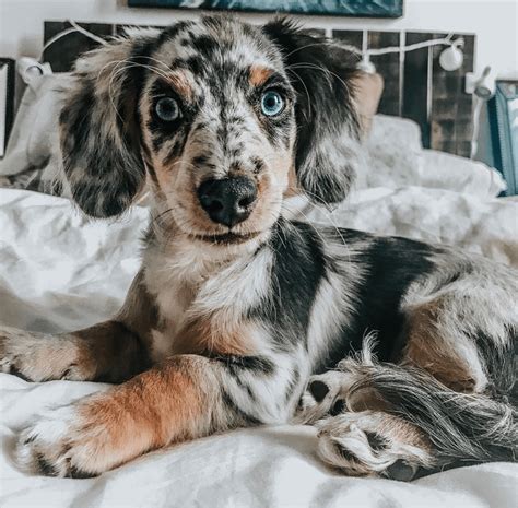 The Aussie Doxie: Personality - Appearance - Care