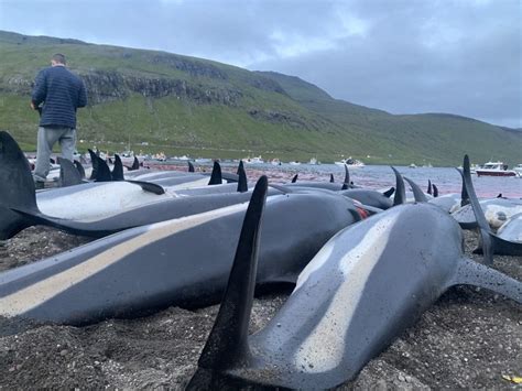 Faroe Islands whale and dolphin slaughter – what have we done and what ...