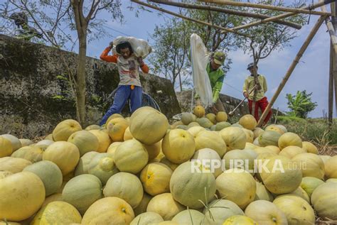 Panen Macam Macam Buah Buahan - IMAGESEE