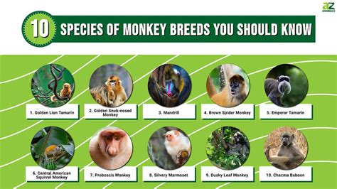 Types Of Monkey With Pictures Facts: Monkey Groups Species