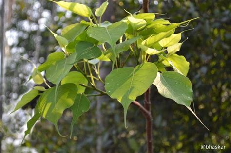 Peepal Tree Leaves | IndiaGetGreen blog