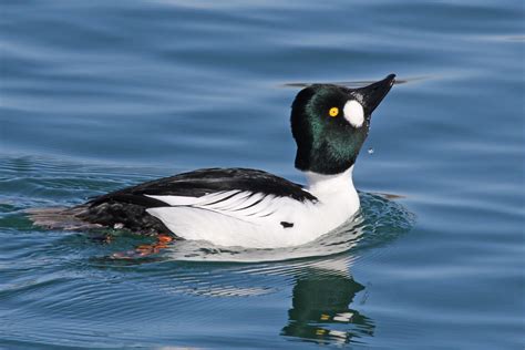 Common Goldeneye | Audubon Field Guide