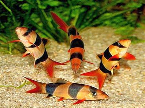 Clown Loach (Botia macracantha) | Tropical Fish Keeping