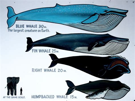 Image result for brochure comparing whales | Whale, Whale chart, Kinds ...