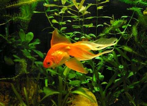 Photo #1 - My Orange Veiltail Goldfish, Hugo, He's Pret...