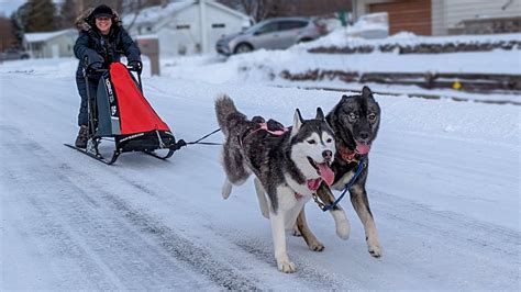 Our Husky's First Time Pulling a Dog Sled! - YouTube