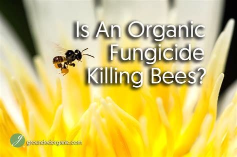 Is An Organic Fungicide Killing Bees? - Grounded Organic