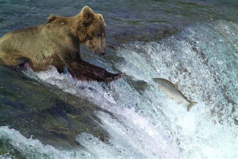 The Kodiak Archipelago: The Importance of the Kodiak Bear in the Naming ...