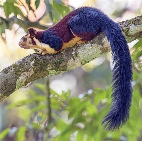 Meet the Malabar giant squirrel, the squirrel so colorful people can’t ...