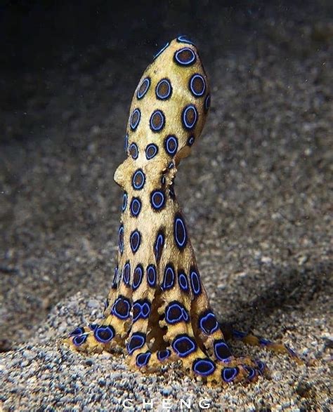 🔥 The blue ring octopus' bite can kill an adult in minutes. : r ...