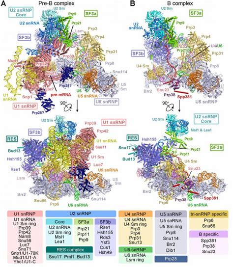 Revealed Structures of the Fully Assembled Spliceosome before ...