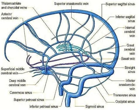 The Cerebral Venous System: Principal internal and external veins of ...