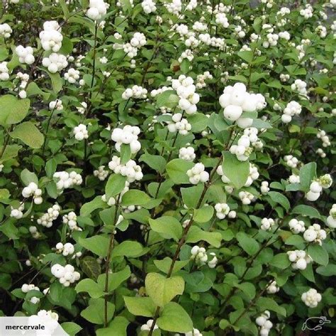 Symphoricarpos albus - snowberry | Trade Me | Shade plants, Garden ...