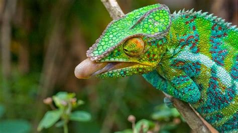 Chameleon's tongue gives up secrets - BBC News