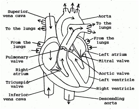 human heart diagram outline - Clip Art Library