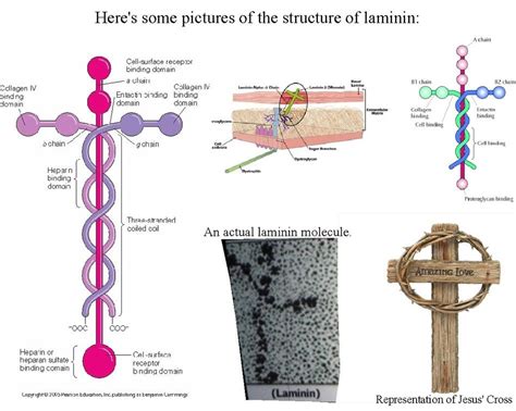 This is Laminin. For those of you who are unfamiliar with this molecule ...