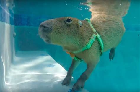 Water-loving capybara takes an impressively deep dive in his pool