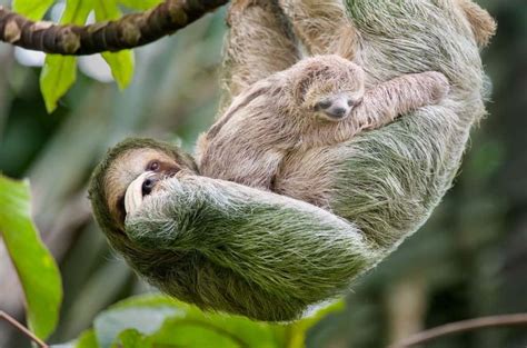 50 Sloth Facts To Prove That They're More Than Just Slow | Facts.net