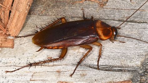 Common Cockroaches in DFW - Gecko Green