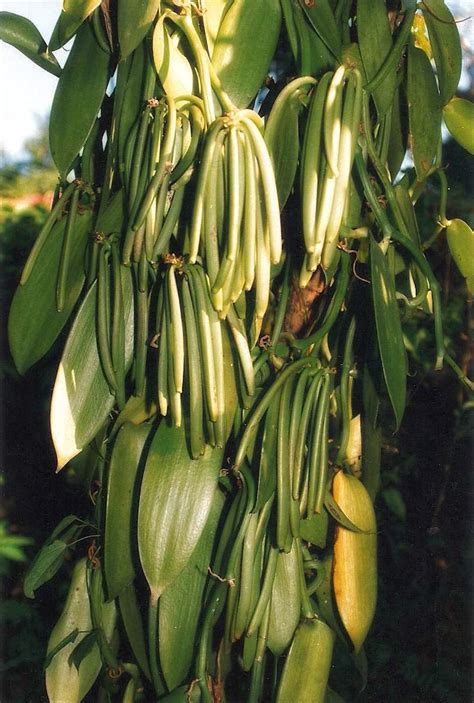 Vanilla from Madagascar. #travel #spices #agriculture | Madagascar ...