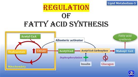 Fatty Acid Synthesis Citrate