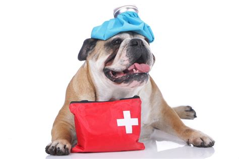 Canine First Aid & CPR