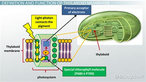 Thylakoid Membrane | Definition, Function & Structure - Lesson | Study.com