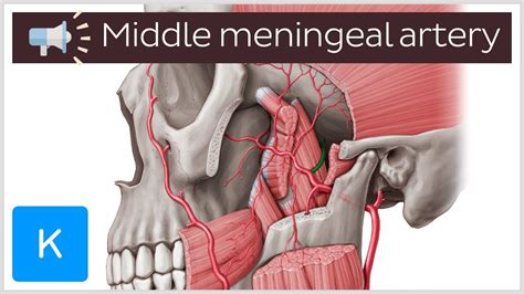 Middle meningeal artery | Anatomical Terms Pronunciation by Kenhub ...