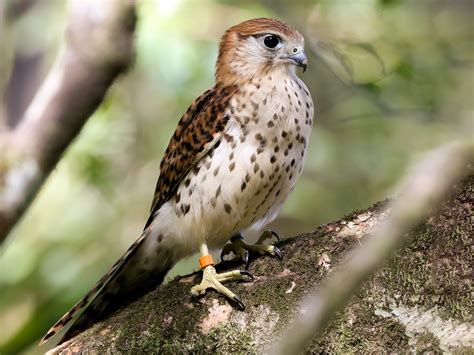 Mauritius Kestrel - eBird