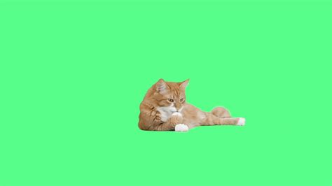 Cat Gif Green Screen (#588488) - HD Wallpaper & Backgrounds Download