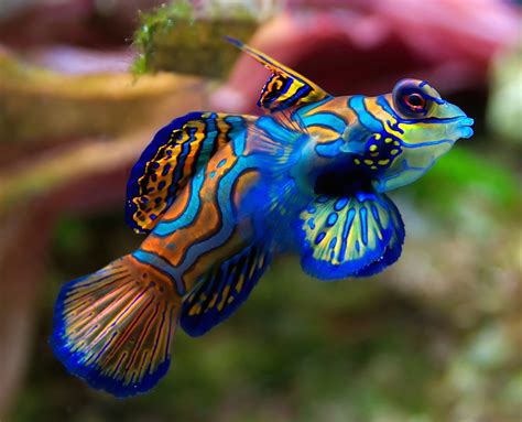 Mandarin Fish Wallpaper - Free Fish Downloads