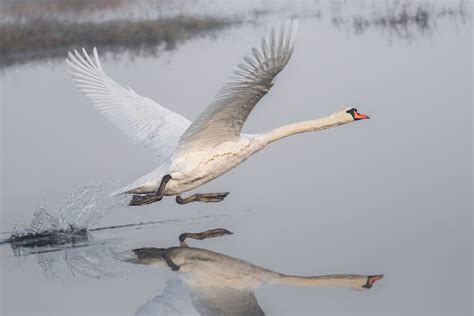 low flying swan – Stan Schaap PHOTOGRAPHY