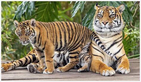 Most Cute Sumatran Tiger Cub Pictures | Animals Name A To Z