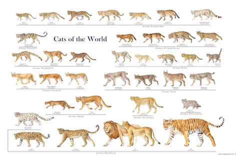 Scientific Illustration : Photo Small Wild Cats, Big Cats, Cats And ...