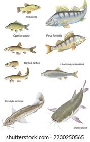 189 Barbel Fish Species Images, Stock Photos & Vectors | Shutterstock