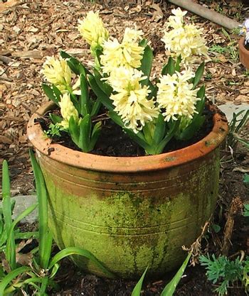 Hyacinths in Pots