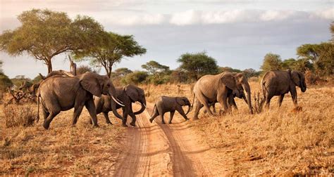 3 Days Tsavo West Wildlife Safari | Kenya Wildlife Safari