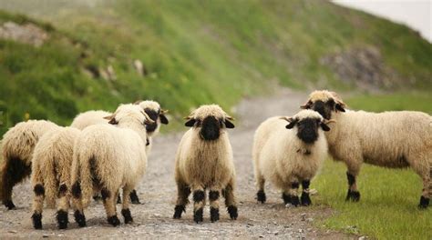 Les moutons à nez noir du Valais... magnifiques ou effrayants ...