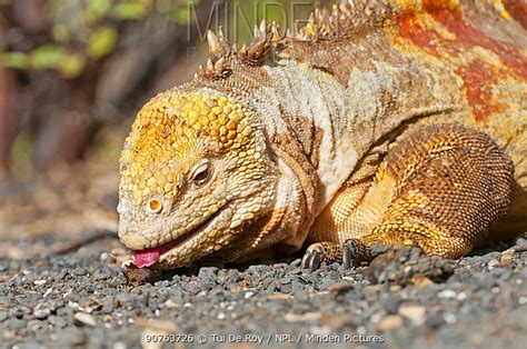 GALAPAGOS LAND IGUANA stock photo - Minden Pictures